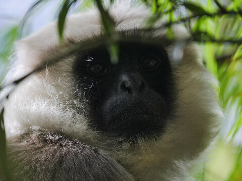 Close up portrait of a wild langur monkey looking through green leaves in the forest