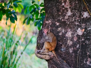 A wild rhesus macaque monkey sitting on a large tree trunk in a lush green forest © Martin
