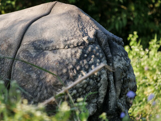 Close-up of the textured hide of a rhinoceros in a natural, grassy environment. © Martin