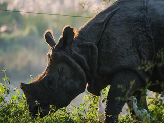 Greater one-horned rhinoceros grazing in Chitwan National Park, Nepal, with white egrets nearby. © Martin