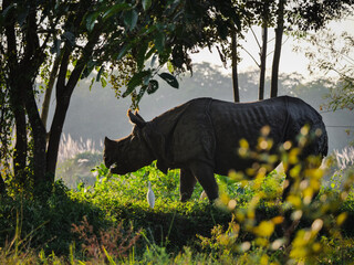 One-horned Indian rhinoceros walking in the lush forest of Chitwan National Park, Nepal. © Martin