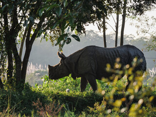 One-horned rhinoceros walking through the tall grass in Chitwan National Park, Nepal © Martin