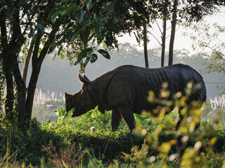 One-horned rhinoceros walking through the tall grass in Chitwan National Park, Nepal © Martin