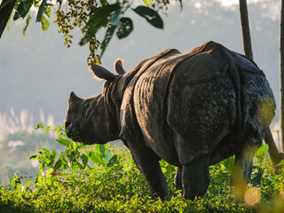 Wild Indian rhinoceros foraging in dense green jungle under soft morning light, showcasing its powerful presence in nature. © Martin