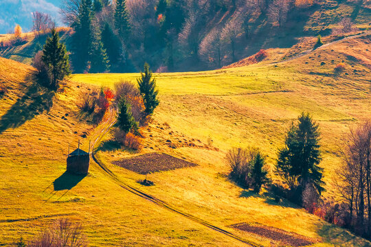 mountain meadow in afternoon light. countryside autumn landscape with forest on the grassy hill. nature in fall season concept. rural scenery