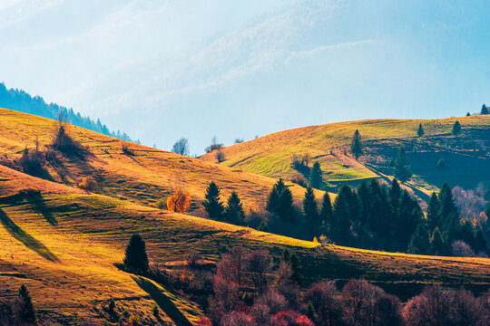 mountain meadow in afternoon light. countryside autumn landscape with forest on the grassy hill. nature in fall season concept. rural scenery