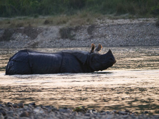 A single great Indian rhinoceros standing in the shallow water of a river in Chitwan, Nepal. © Martin