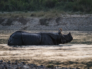 Greater one-horned rhinoceros wading in the Rapti River in Chitwan National Park, Nepal © Martin