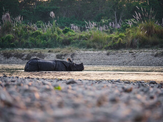 One-horned rhinoceros bathing in a river at Chitwan National Park, Nepal © Martin