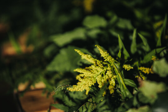 Close-up of vibrant green foliage with yellow flowering plants and leaves, showcasing a rich natural environment with soft lighting and wooden surface