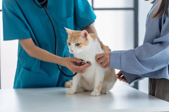 veterinarian performs a wellness check on a cat in a vet clinic