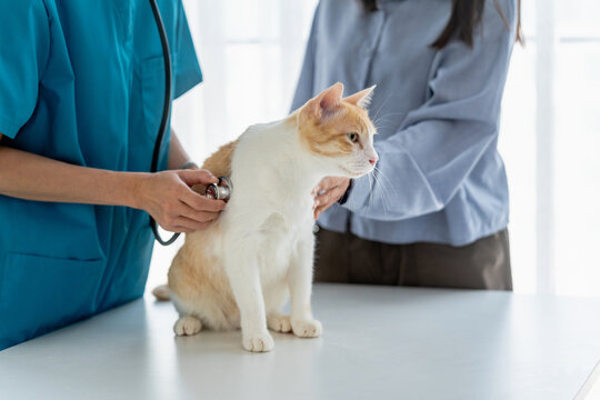 veterinarian performs a wellness check on a cat in a vet clinic