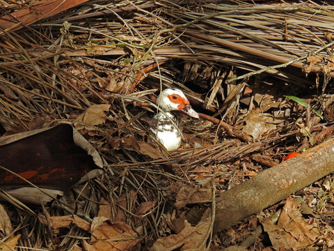 Domestic Muscovy Duck Resting Among Dry Palm Leaves in the Dominican Republic