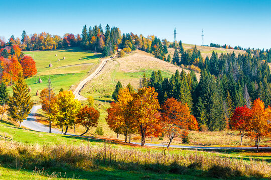 beautiful view of Ukraine countryside. sunny afternoon. wonderful autumn landscape in mountains. grassy field and colorful forest. outdoor scenery for remote adventure