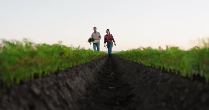 Two young farmers walking together through a freshly plowed furrow in a rural field. The man is holding a wooden crate with a carrot harvest