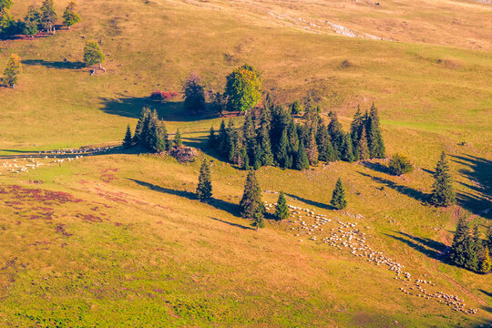 fir trees on a meadow down the will to coniferous forest in mountains of Romania. herd of sheep grazing on a hillside on sunny evening. Apuseni natural park