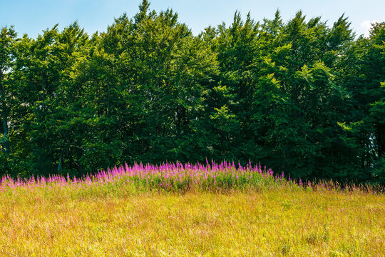fireweed bloom on the meadow near beech forest. wild purple herb in Carpathian mountains on a late summer day