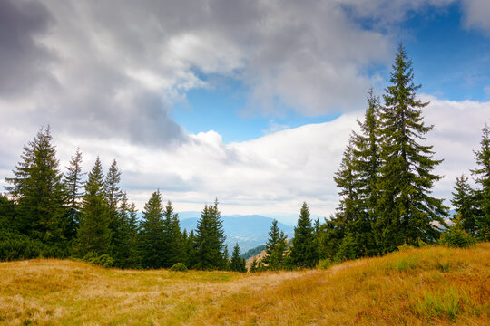 hill with coniferous forest on a meadow in mountains of Ukraine. Synevyr national park landscape, Transcrpathia in autumn. spruce trees under and overcast sky. view in to thee valley