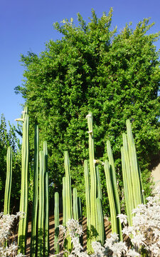 Tall green San Pedro cactus plants grow in front of a dense leafy green tree under a clear blue sky, Phoenix, AZ