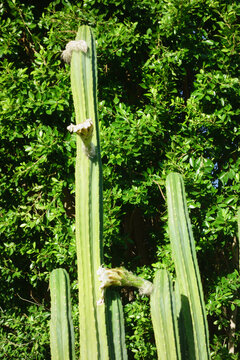 A ribbed green San Pedro cactus grows with developing hairy white flower buds against a background of dense green tree leaves.