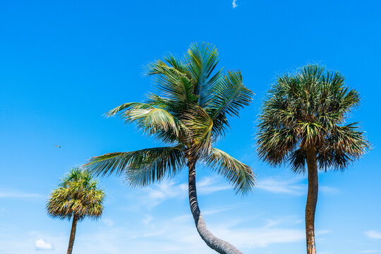 palm trees with blue sky
