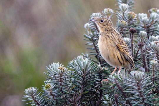 Hellmayr's Pipit on branch