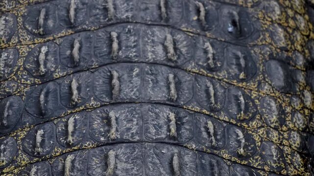 Detailed texture of genuine dark crocodile skin background.