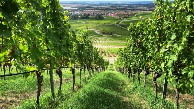 Vineyard Rows Valley View 4K. Smooth Forward Motion Walking Down Vineyard Rows with ripe White Grapes and Panoramic Valley View 4K