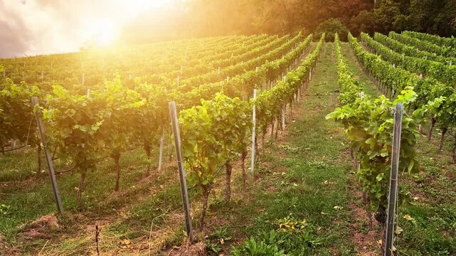 Smooth Camera Movement Along Vineyard Rows Bathed in Bright Golden Sunlight and Lens Flare 4K