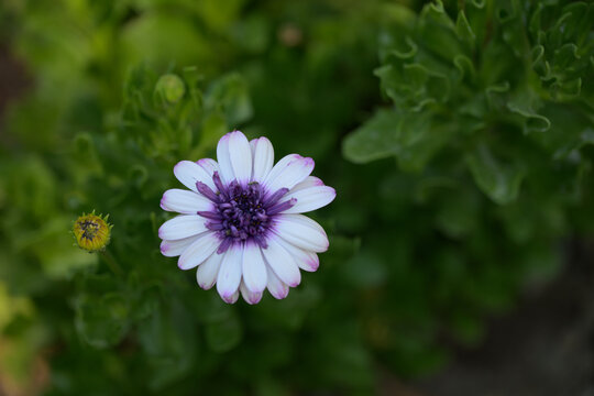 Cape marguerite flower showing white petals with a purple center among green leaves