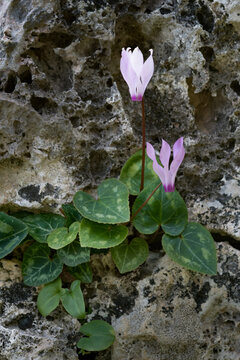 Two pink cyclamen flowers with variegated heart shaped leaves growing from a crevice among textured limestone rocks. Wild flowers of Cyprus