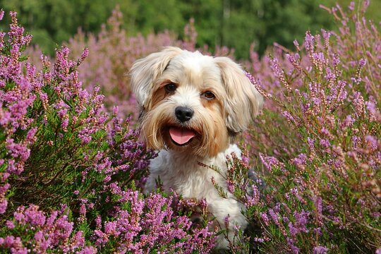 head portrait of a cute small mixed breed dog lying in a colorful heather field
