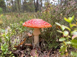 Red fly agaric amanita muscaria mushroom in forest. Poisonous toxic fungus with white warts and ring on stem growing among green plants under daylight for nature biology outdoor concept. © Alena