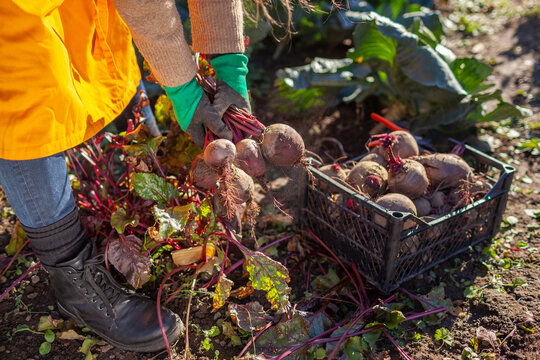 Farmer harvesting beetroot in fall garden. Gardener picks dinner beet vegetables putting them in crate. Woman growing organic food