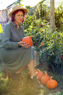 Woman harvesting organic hokkaido pumpkins in home garden