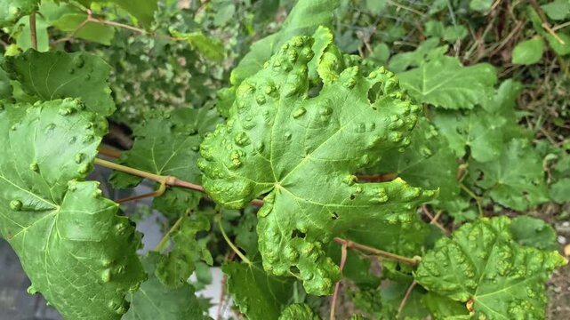 Green grape leaves damaged by grape leaf blister mite (Colomerus vitis) showing typical galls and blisters. High quality 4K 60fps horizontal video frame capture of vine pest disease in garden.