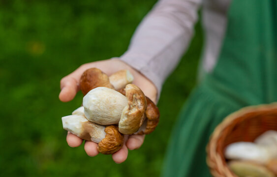Picking mushrooms in the forest. Selective focus.