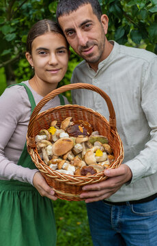 Picking mushrooms in the forest. Selective focus.