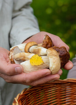 Picking mushrooms in the forest. Selective focus.