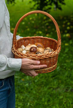 Picking mushrooms in the forest. Selective focus.