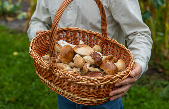 Picking mushrooms in the forest. Selective focus.