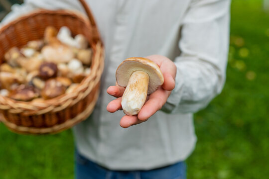 Picking mushrooms in the forest. Selective focus.