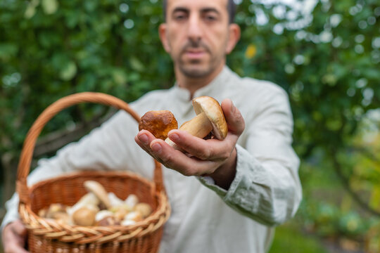 Picking mushrooms in the forest. Selective focus.