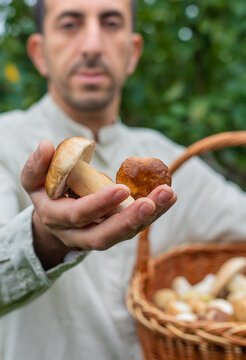 Picking mushrooms in the forest. Selective focus.