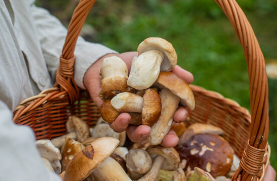 Picking mushrooms in the forest. Selective focus.