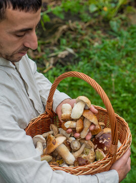 Picking mushrooms in the forest. Selective focus.