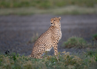 Cheetah posing naturally in the grass at sunset © feeferlump