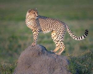 Cheetah on a rock at sunset looking back © feeferlump