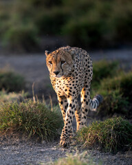 Cheetah walking at sunet towards the camera © feeferlump