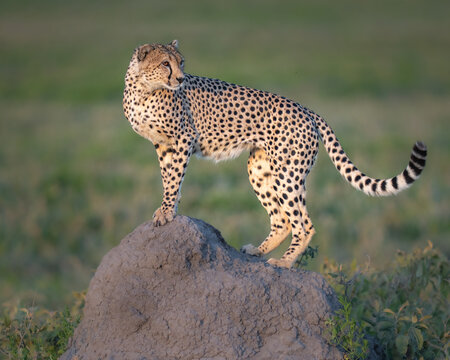 Cheetah on a rock at sunset looking back